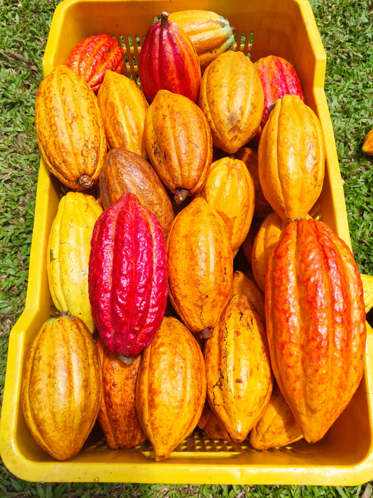 Frutas Frescas de Cacao Orgánico: La Esencia Natural del Cacao