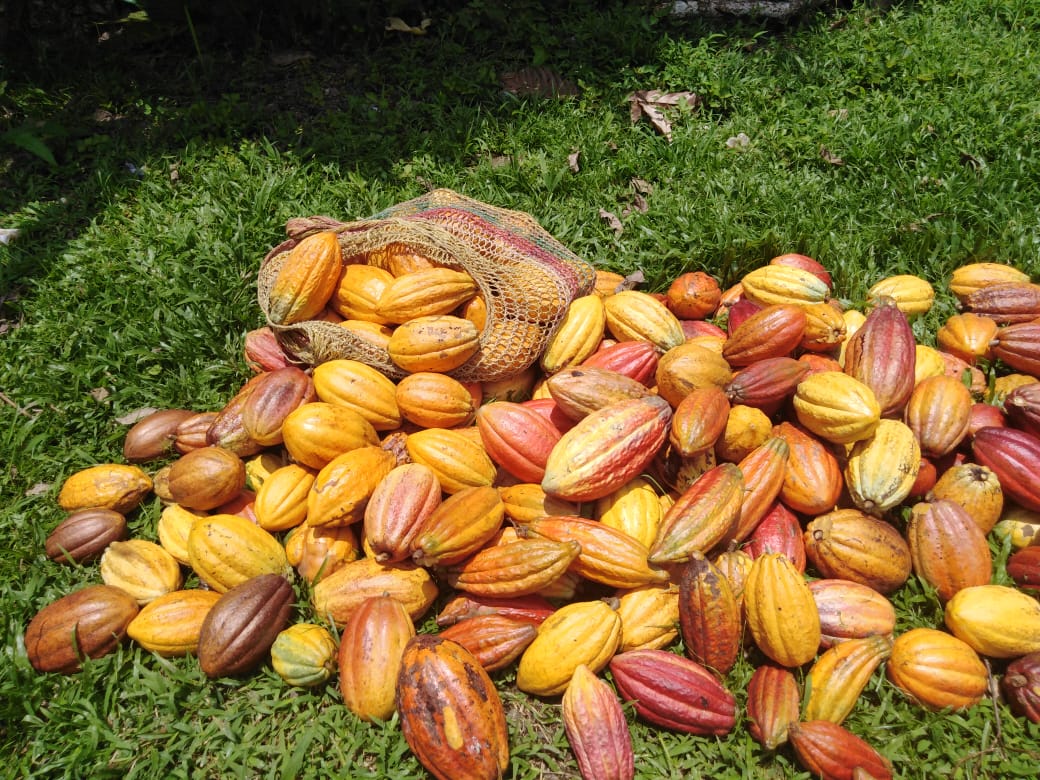Fresh Organic Cacao Fruit: The Natural Essence of Cacao