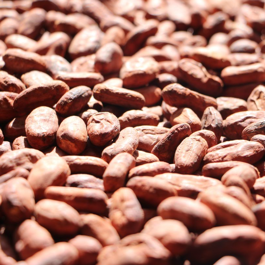 Cacao seco