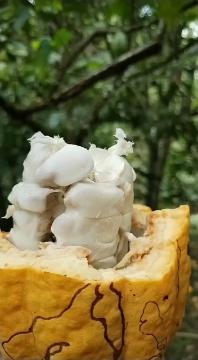 Fresh Organic Cacao Fruit: The Natural Essence of Cacao