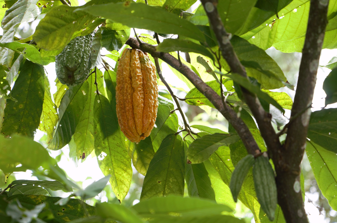 Frutas de cacao