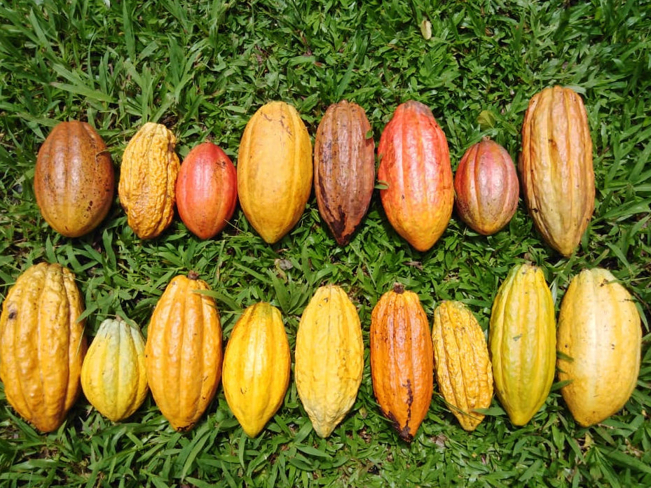 Diferentes variedades de cacao de la finca Mayamei